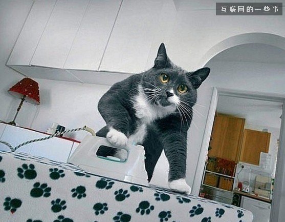 中國移動網(wǎng)站趨勢：生活服務(wù)成“新風(fēng)口”,互聯(lián)網(wǎng)的一些事